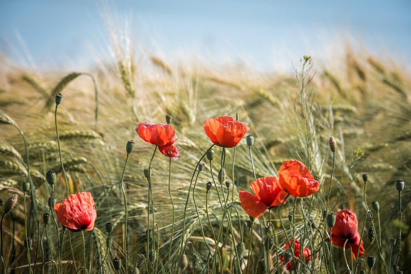 Summer Harvest