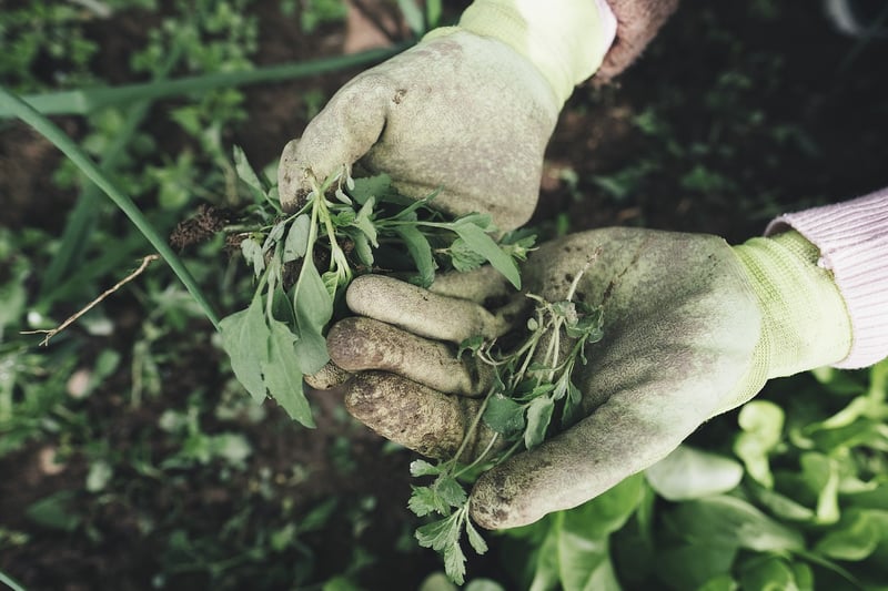 Plant Care