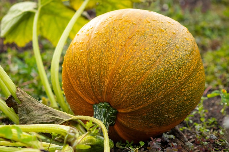 Pumpkins