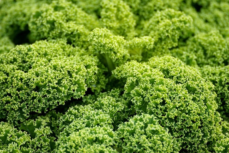 Kale in Winter