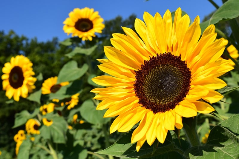 Sunflowers in Summer
